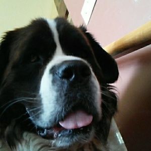 Meet your Posher, Lucas